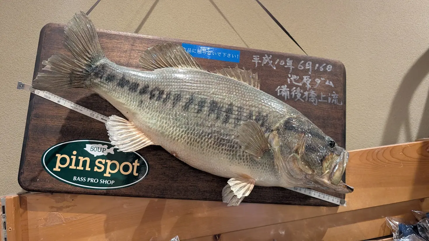 池原ダムで釣り上げられた巨大なブラックバスの剥製展示