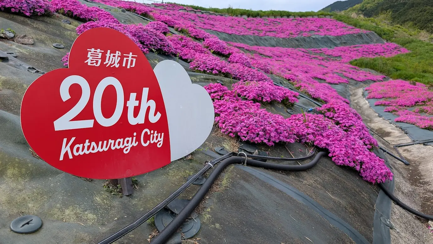 「葛城市20th」の記念看板が設置された芝桜の斜面