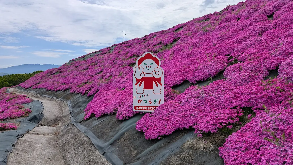 芝桜の斜面の途中に設置された、「相撲取り」の看板