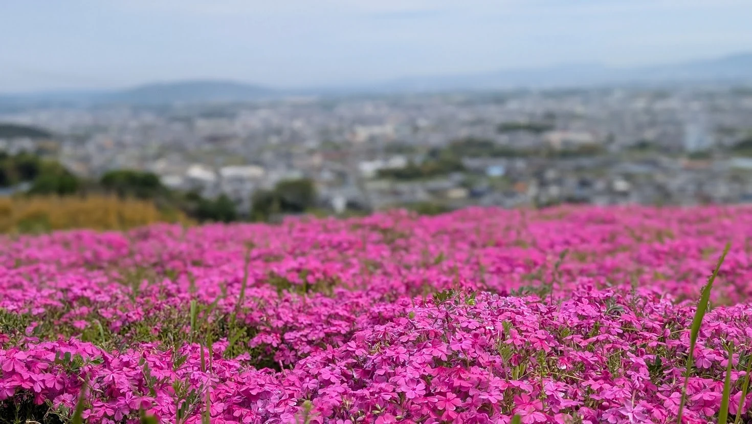 葛城市の芝桜まつり会場にて、満開のピンクの芝桜を至近距離で捉え、背景に大和盆地の街並みが青く柔らかくボケている風景