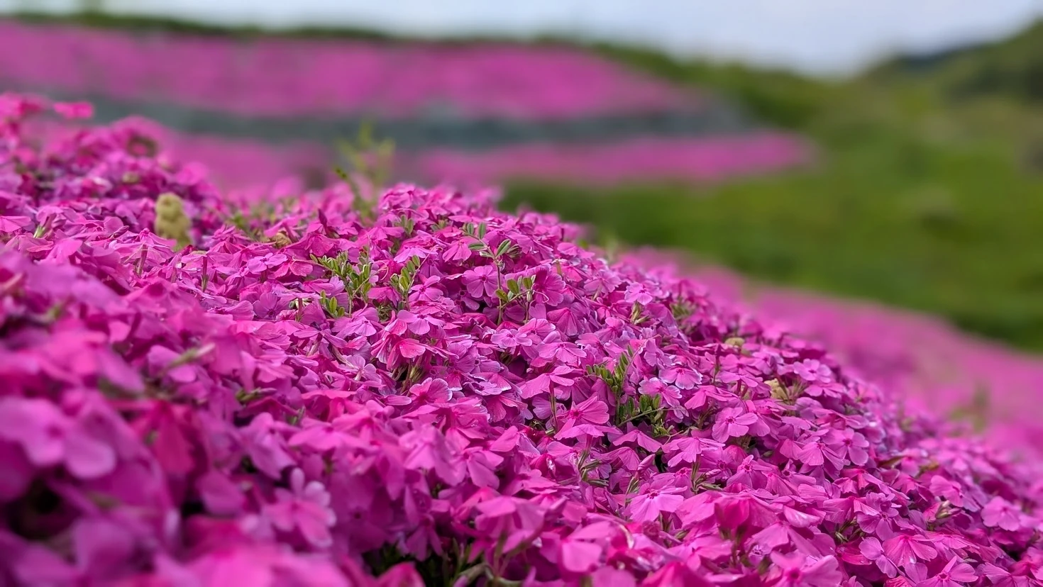 ピンクの小さな花が密集して咲いている芝桜のクローズアップ