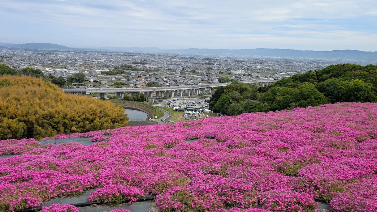 葛城市の芝桜まつり会場にて、手前に広がる満開のピンクの芝桜と、遠くに広がる大和盆地の街並み、高架道路を一望する展望台からの風景