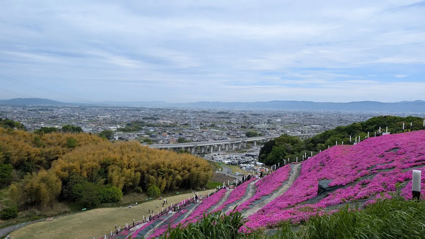 葛城市の芝桜まつり会場。斜面一面にピンクの芝桜が咲き、展望台へ続く階段が整備されている。遠くには大和盆地の街並みが見える風景