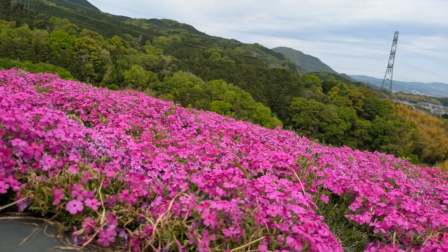 葛城市の芝桜まつり会場にて、手前に満開のピンクの芝桜が広がり、背景には二上山方面の濃い緑に覆われた山々がそびえている風景