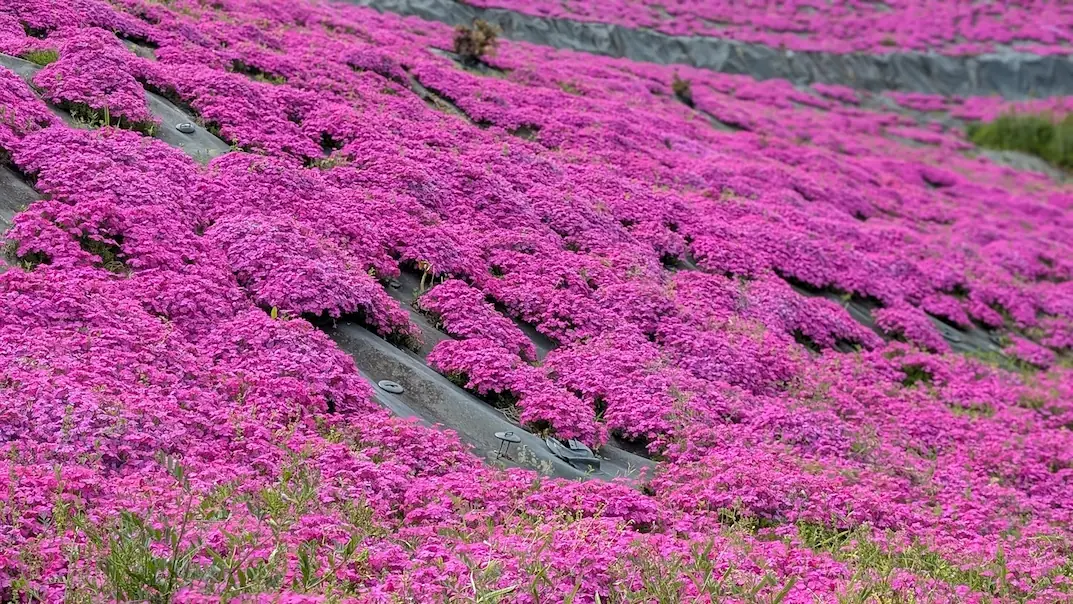 斜面一面を覆い尽くすように咲き誇る芝桜のアップと青空