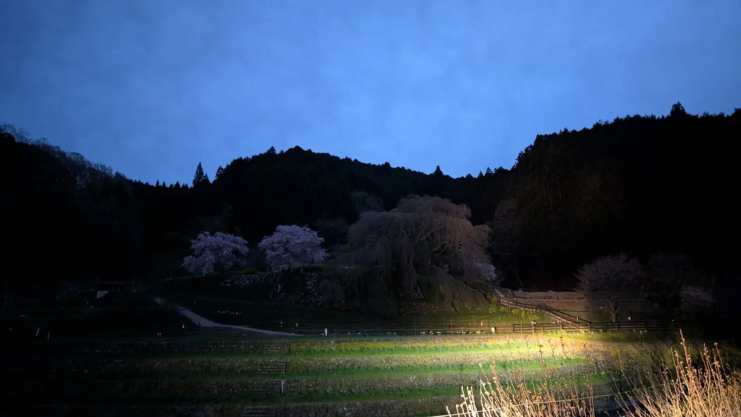 夜の闇の中に浮かび上がる、散り際を迎えた又兵衛桜と、ライトに照らされた棚田の風景