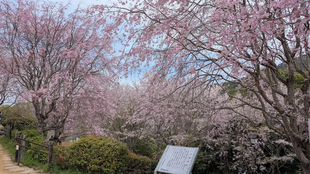 2026年4月6日撮影、満開の桜が咲き誇る大神神社の大美和の杜展望台。淡いピンクの花々が視界いっぱいに広がる風景。