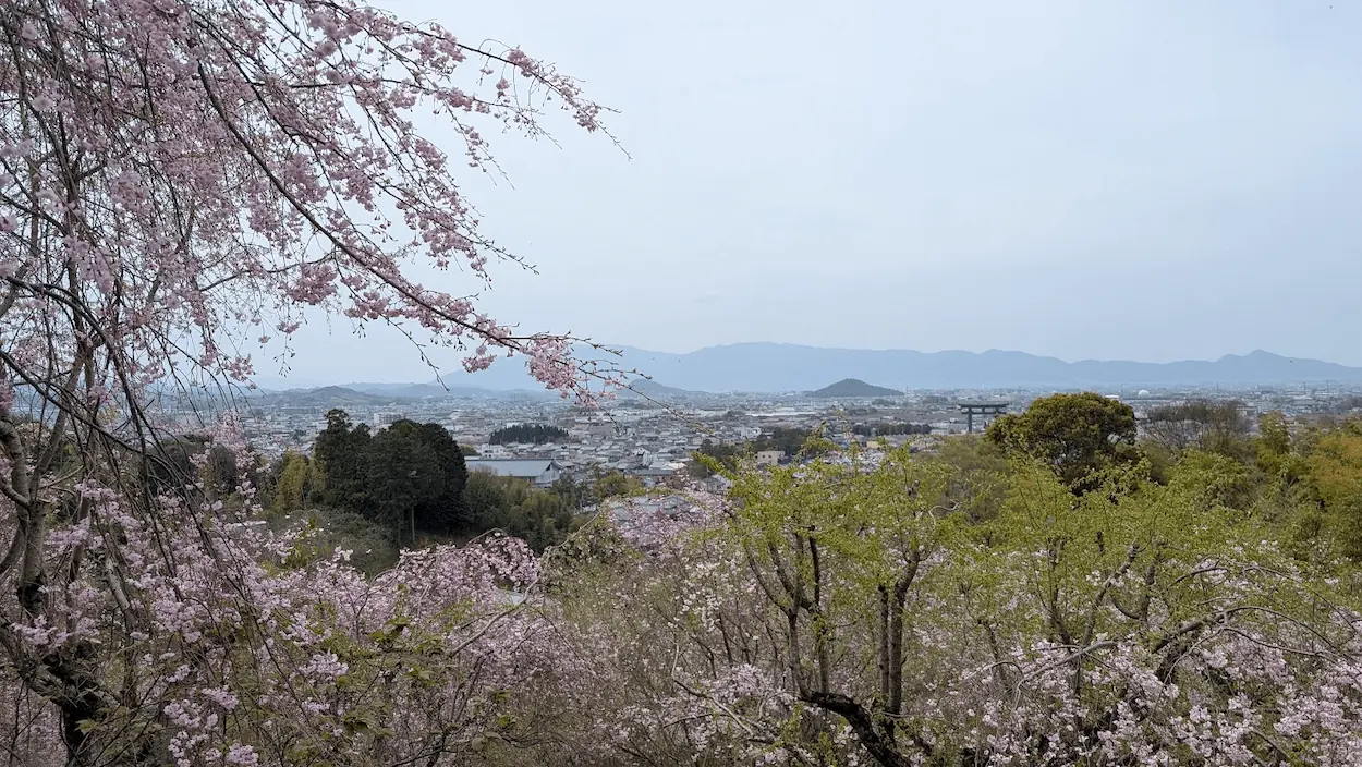 大美和の杜展望台から望む、満開の枝垂桜と遠くに見える大神神社の大鳥居、大和の街並み。