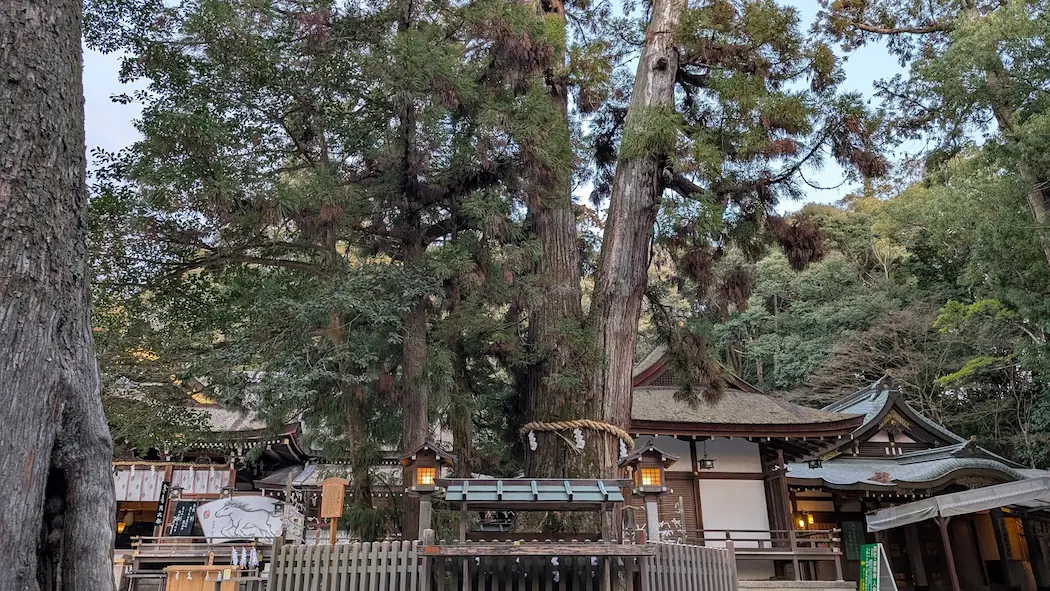 大神神社の拝殿前にある御神木「巳の杉」。根元には白蛇への供物である卵や酒が供えられている巨木の風景。