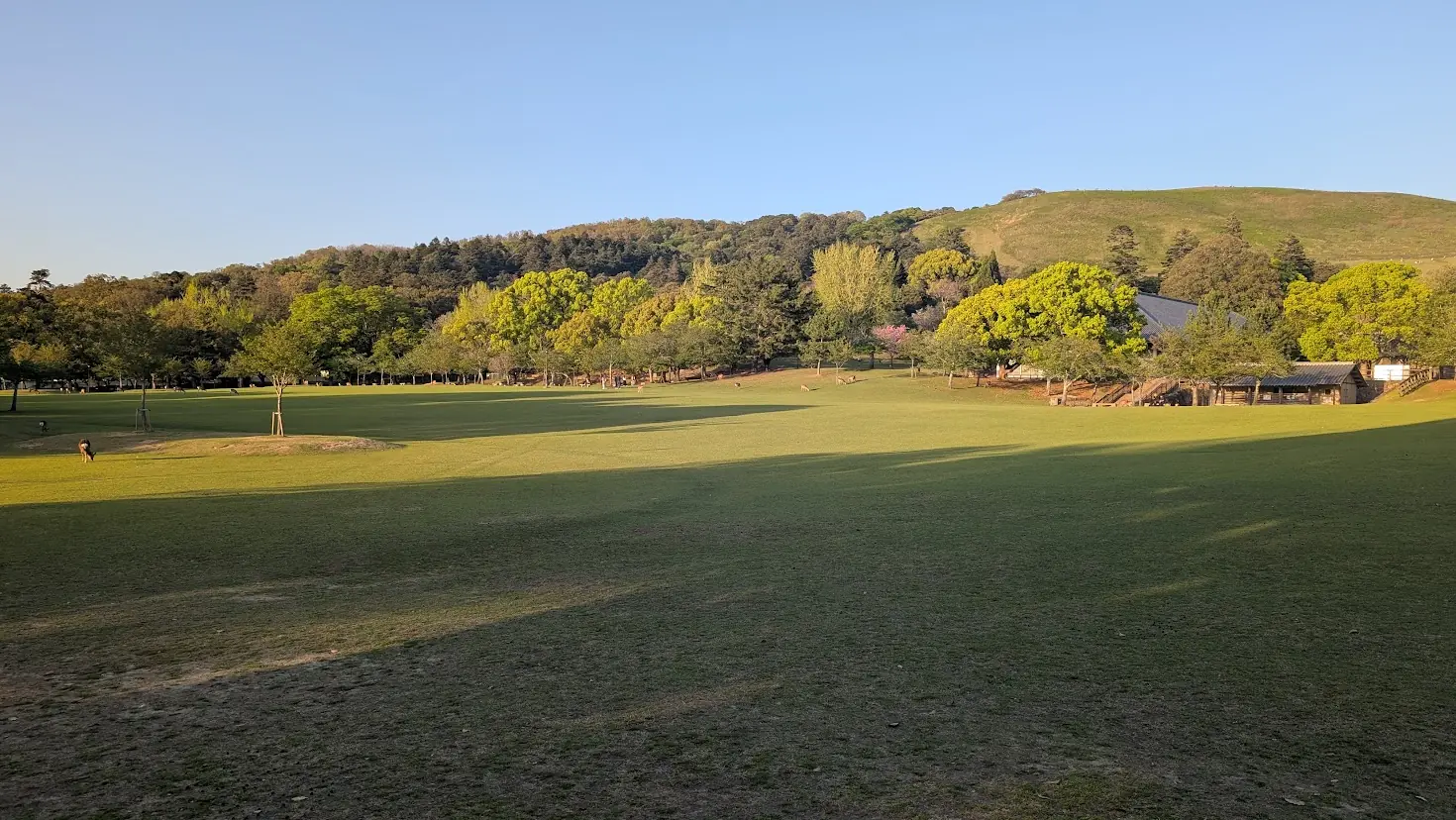 夕日に照らされる奈良公園の広大な芝生広場と遠くに見える若草山