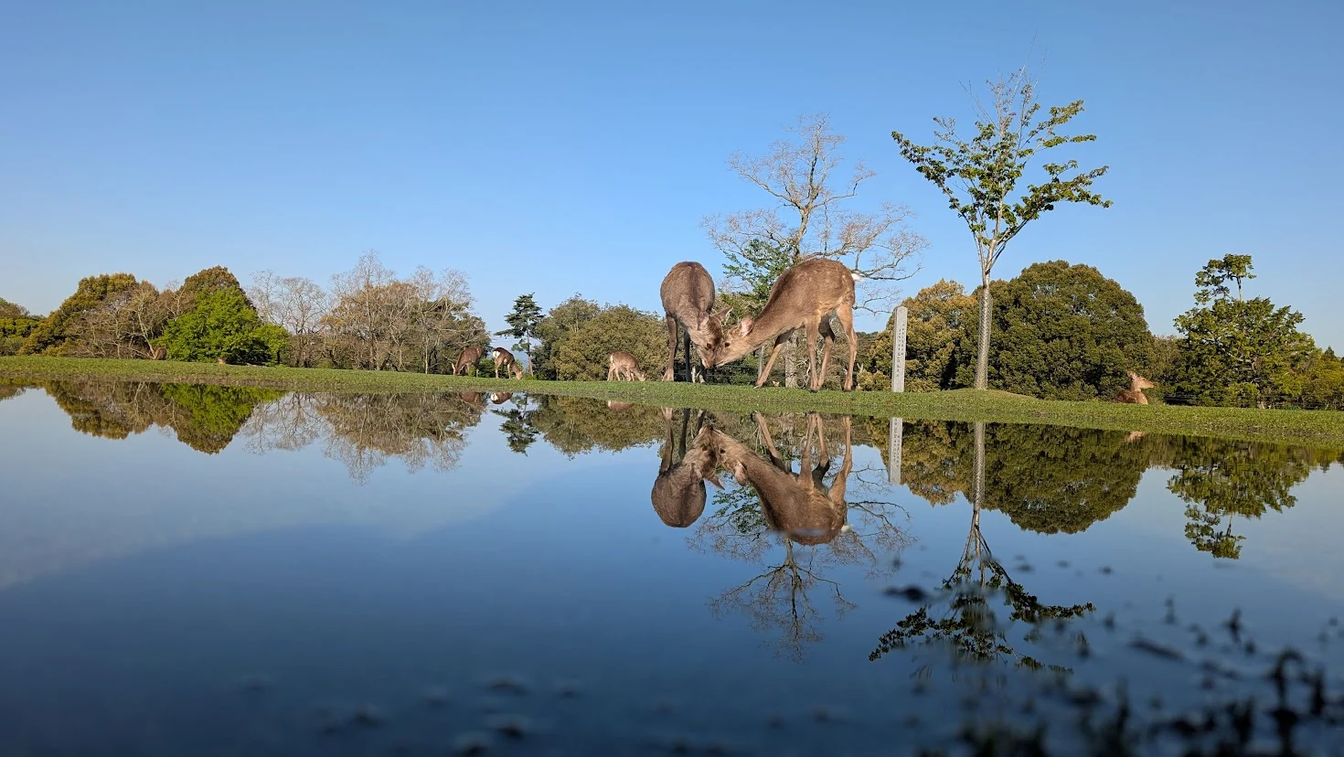 奈良公園・飛火野の広場で水たまりに美しく反射する鹿と新緑の風景
