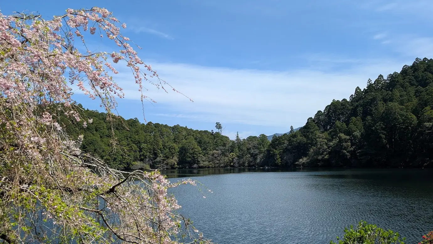 奈良県下北山村の池神社前にある明神池の風景。鏡のような水面の向こうに、満開に近い桜と周囲の深い山々が映り込んでいる様子。