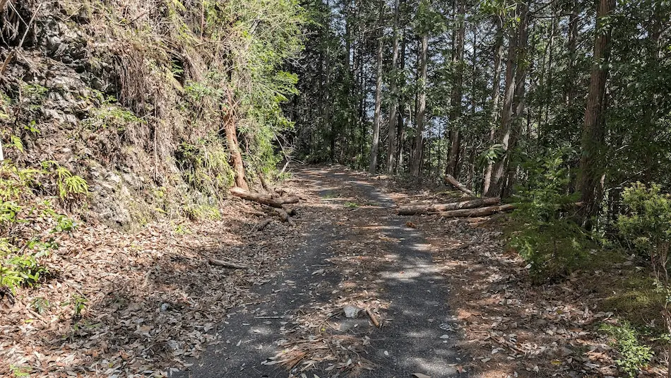 奈良県下北山村、明神池の周遊歩道。池が見えなくなり、高くそびえる木々が道に影を落とす鬱蒼とした森の中の風景。