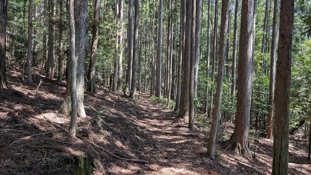 奈良県下北山村、明神池の周遊歩道。舗装されていない土の道に、枯れ葉が積もっている自然豊かな道中の様子。