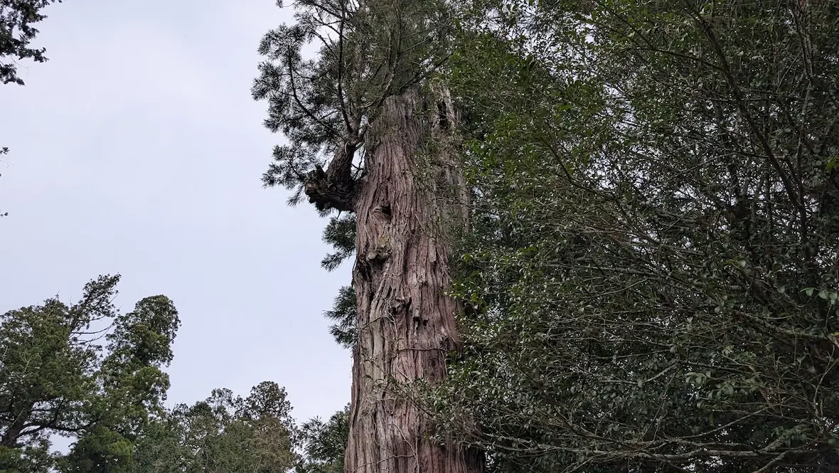 宇太水分神社の境内に高くそびえ立つ頼朝杉の全景。周囲の木々を圧倒する高さと、力強く天へ伸びる枝ぶりが特徴。