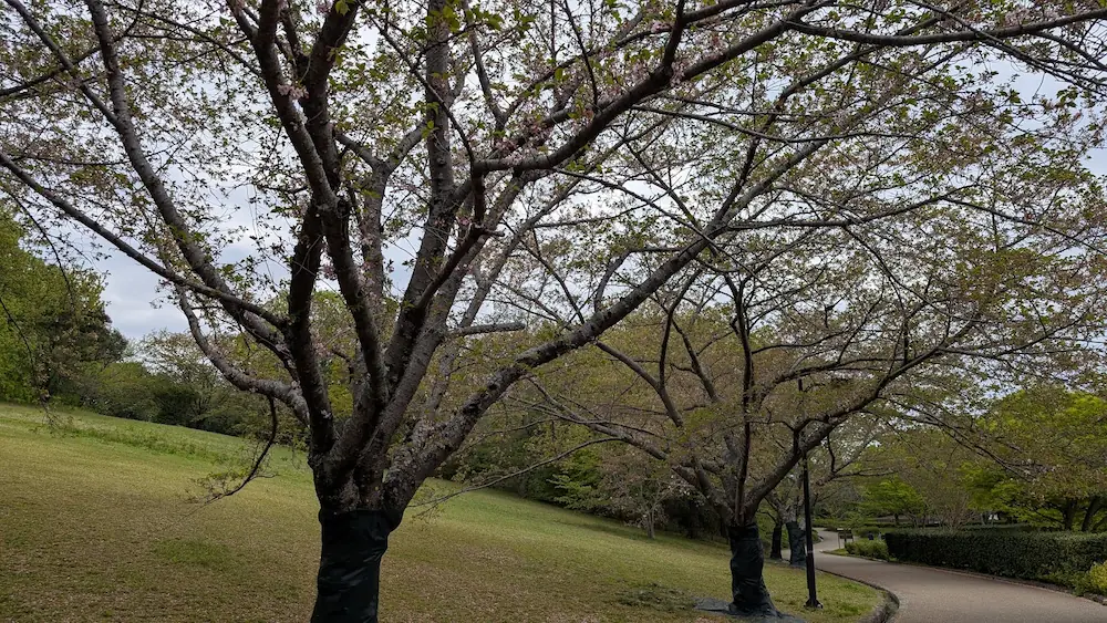 馬見丘陵公園の遊歩道沿いに立つ、花が散り始め若葉が芽吹き出したソメイヨシノの木々。