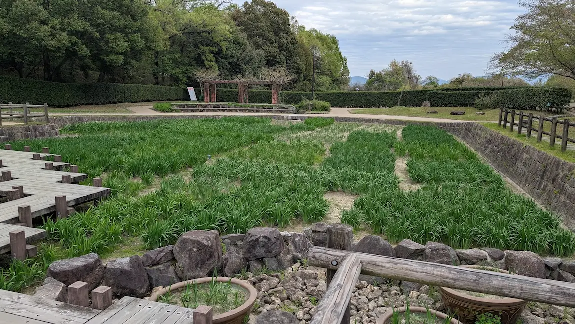 馬見丘陵公園の菖蒲園。まだ花は咲いておらず、鋭く伸びた瑞々しい菖蒲の緑葉が一面に広がっている全景。
