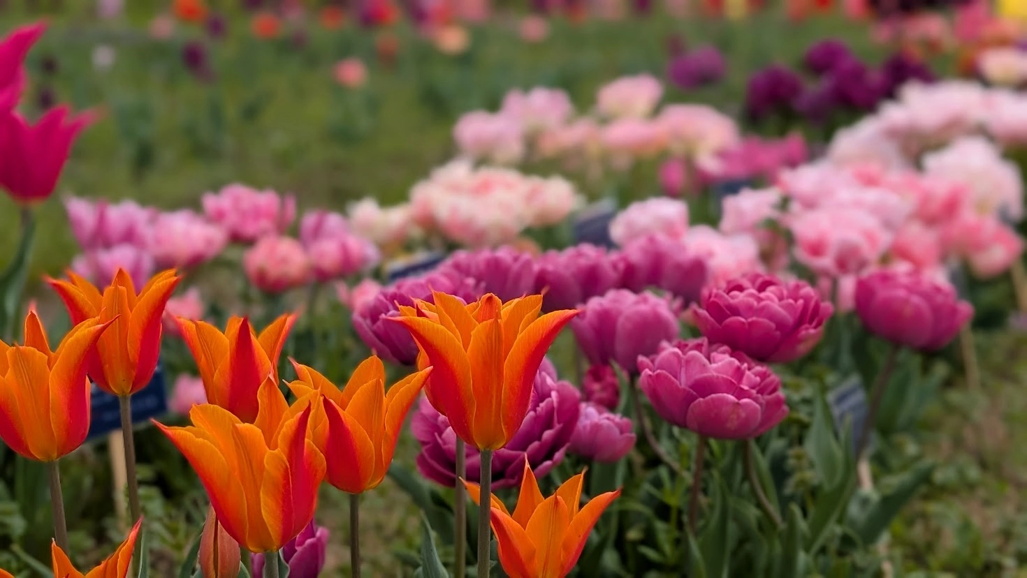 奈良県広陵町の馬見丘陵公園に咲き誇る、赤や黄色、白など色とりどりのチューリップ畑。背景には新緑の木々が広がる風景。