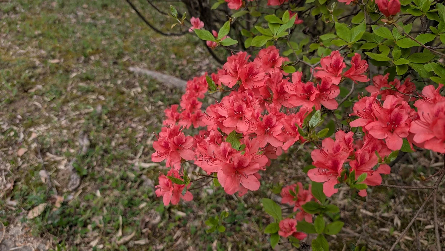 馬見丘陵公園に咲く、鮮やかな朱色のヤマツツジの花のアップ。背景の緑に映える美しい写真。