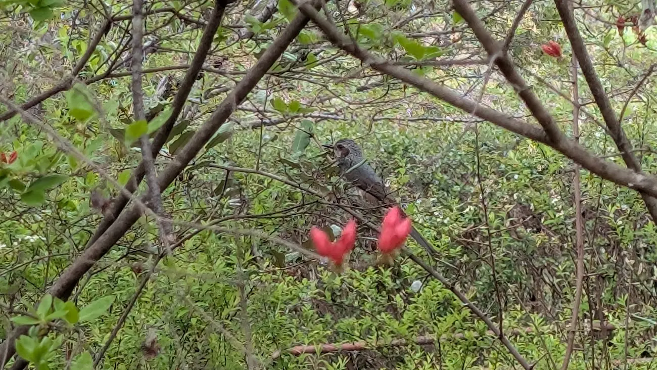 満開のヤマツツジの枝に止まり、花の蜜を探している野鳥(ヒヨドリ)の姿。