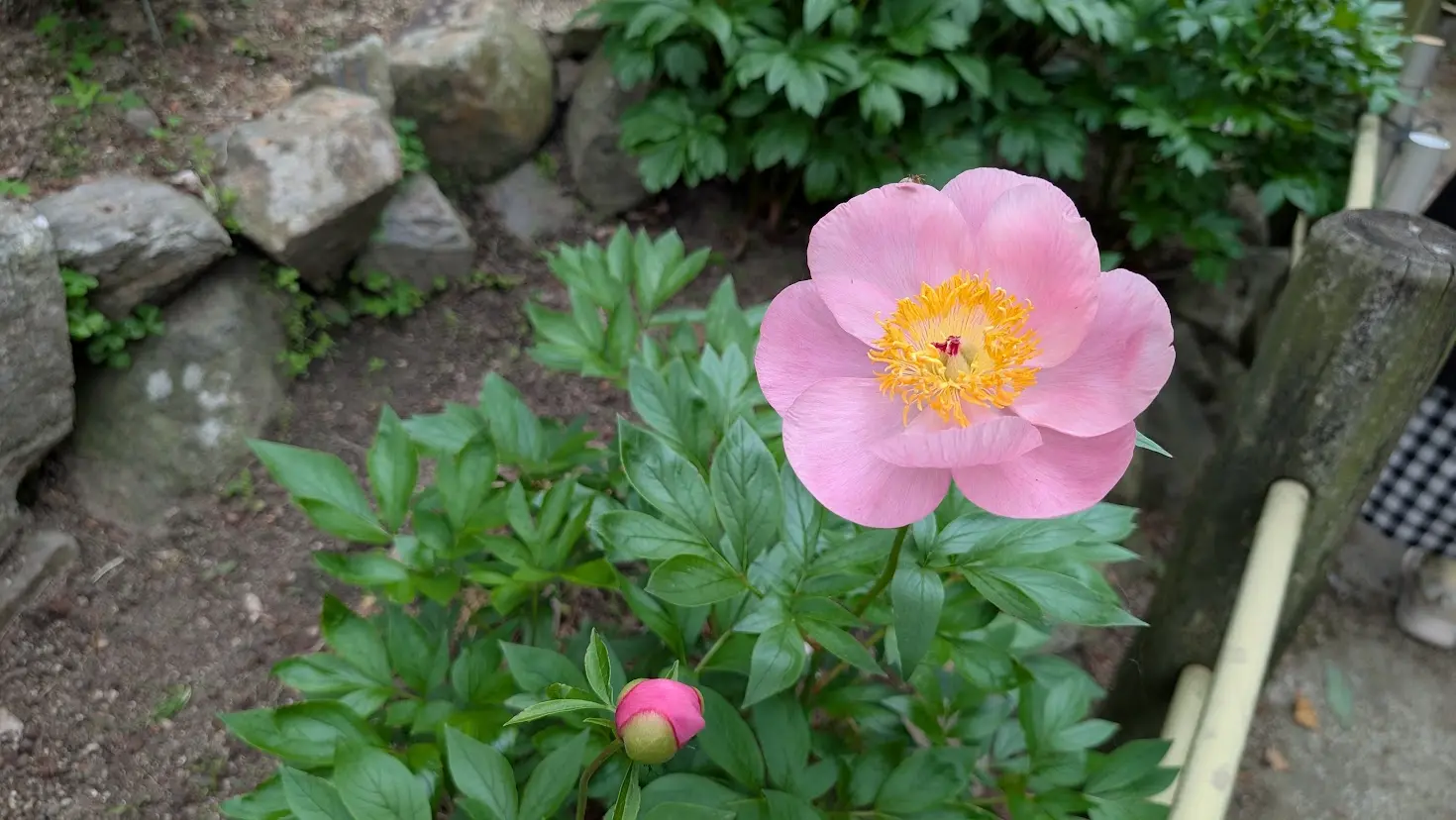 奈良・石光寺の境内。ピンク色の一重のアメリカンシャクヤクが、黄色い雄しべを覗かせて開花している。足元にはまだ固いつぼみがあり、背景には石組みや緑が写っている