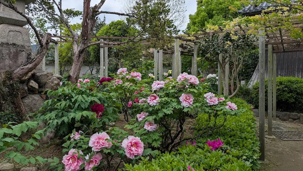 奈良・石光寺。中央に咲き誇るピンクの牡丹と、その足元を埋め尽くすように低く咲く紫やピンクのツツジ。右側には藤棚の柱が見える、色彩豊かな庭園の風景