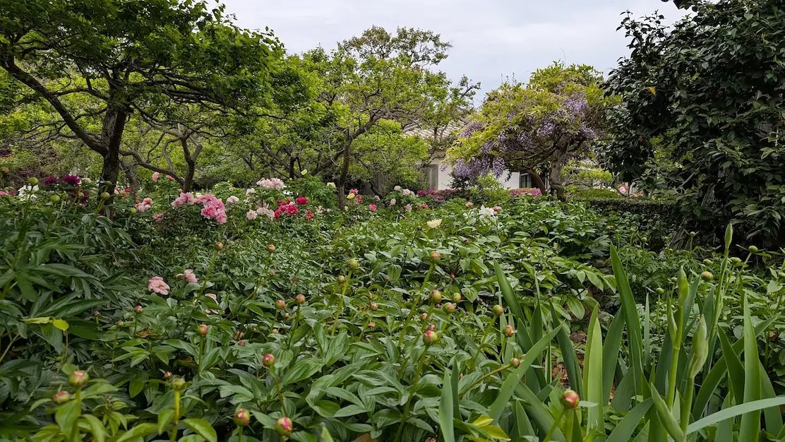 奈良・石光寺の境内。手前に丸いつぼみのアメリカンシャクヤクの葉が広がり、中央に満開の牡丹、さらに奥には薄紫色の藤の花が咲いている。新緑の木々に囲まれた色彩豊かな風景