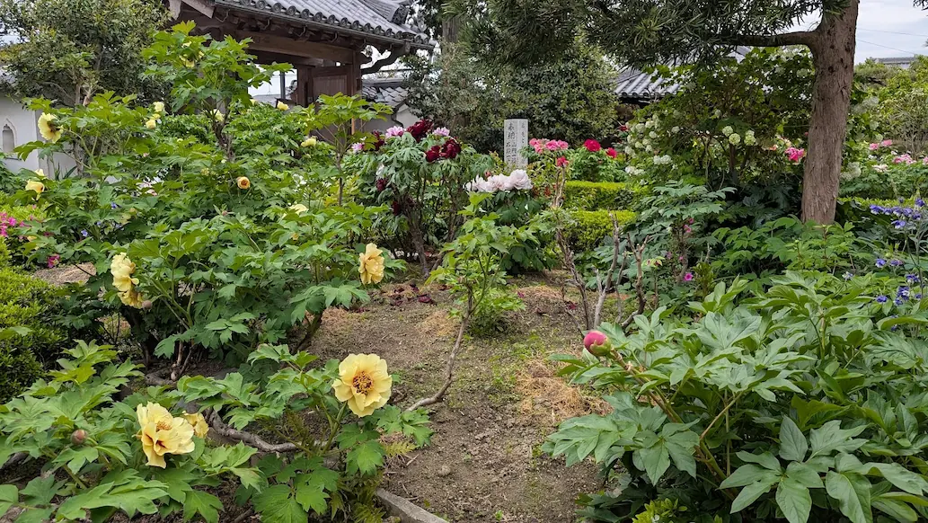 奈良・石光寺の山門を入ってすぐの風景。手前に大きな黄色の牡丹が咲き、奥には赤やピンク、紫の牡丹が密集して咲き誇っている。背景には山門や木造建築が見える