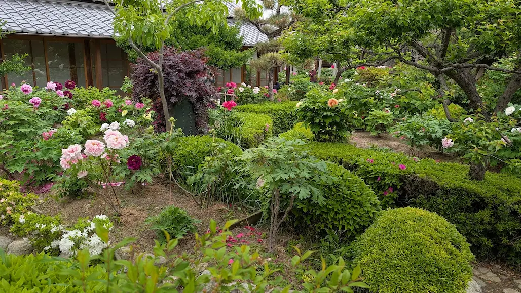 奈良・石光寺。手前に整えられた丸い生垣と新緑の樹木があり、その間にピンクや赤の牡丹が点在して咲いている。背景には趣のある瓦屋根の書院が見える風景
