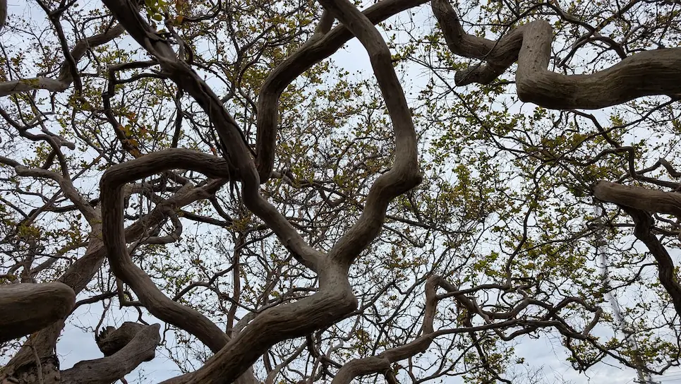 奈良・石光寺にある樹齢250年の百日紅の枝を、下から見上げるアングルで撮影。複雑にうねりながら空へ伸びる太い枝と、瑞々しい若葉が広がっている風景