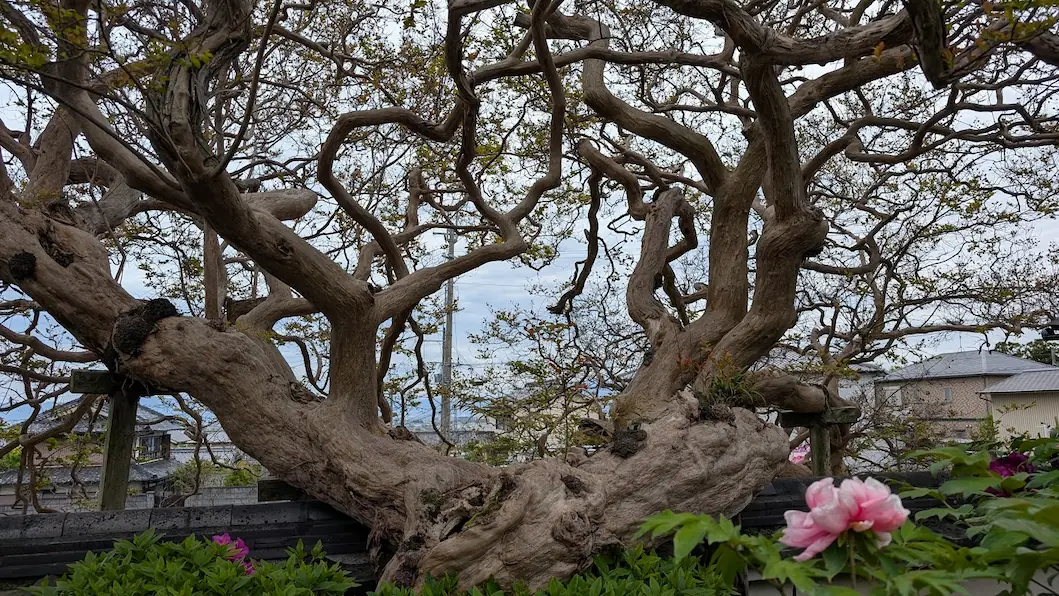 奈良・石光寺の境内にある、樹齢250年といわれる百日紅の巨木。うねるような太い幹が横に広がり、周囲の瓦屋根や牡丹の花、遠くの街並みを背景に佇んでいる風景