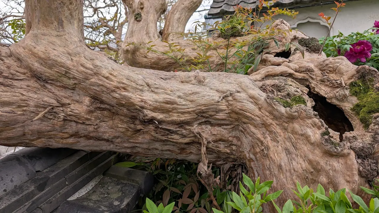 奈良・石光寺にある樹齢250年の百日紅の太い幹のクローズアップ。波打つような木肌の質感と、歴史を感じさせる大きな空洞（うろ）が写っている風景