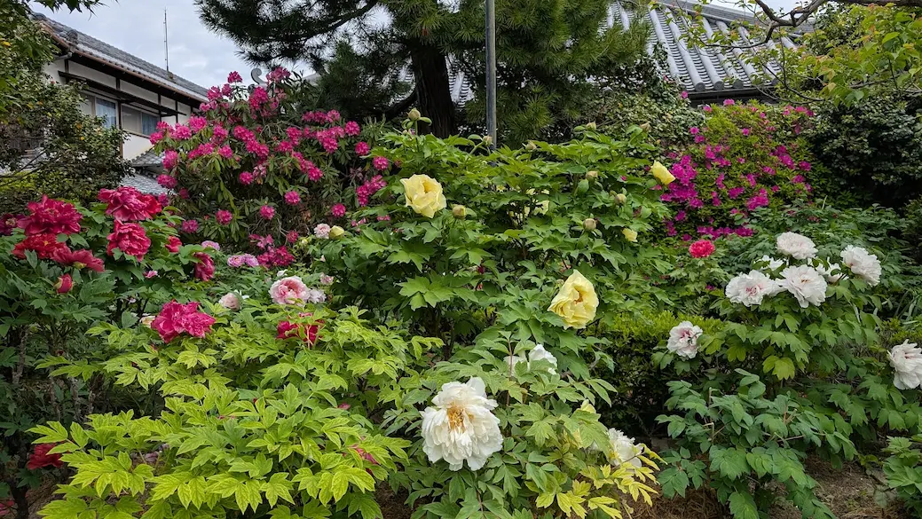 奈良・石光寺。手前に黄色や白の大きな牡丹が咲き、背景にはピンク色のシャクナゲが壁のように密集して咲いている。和風建築の屋根と松の木が見える風景