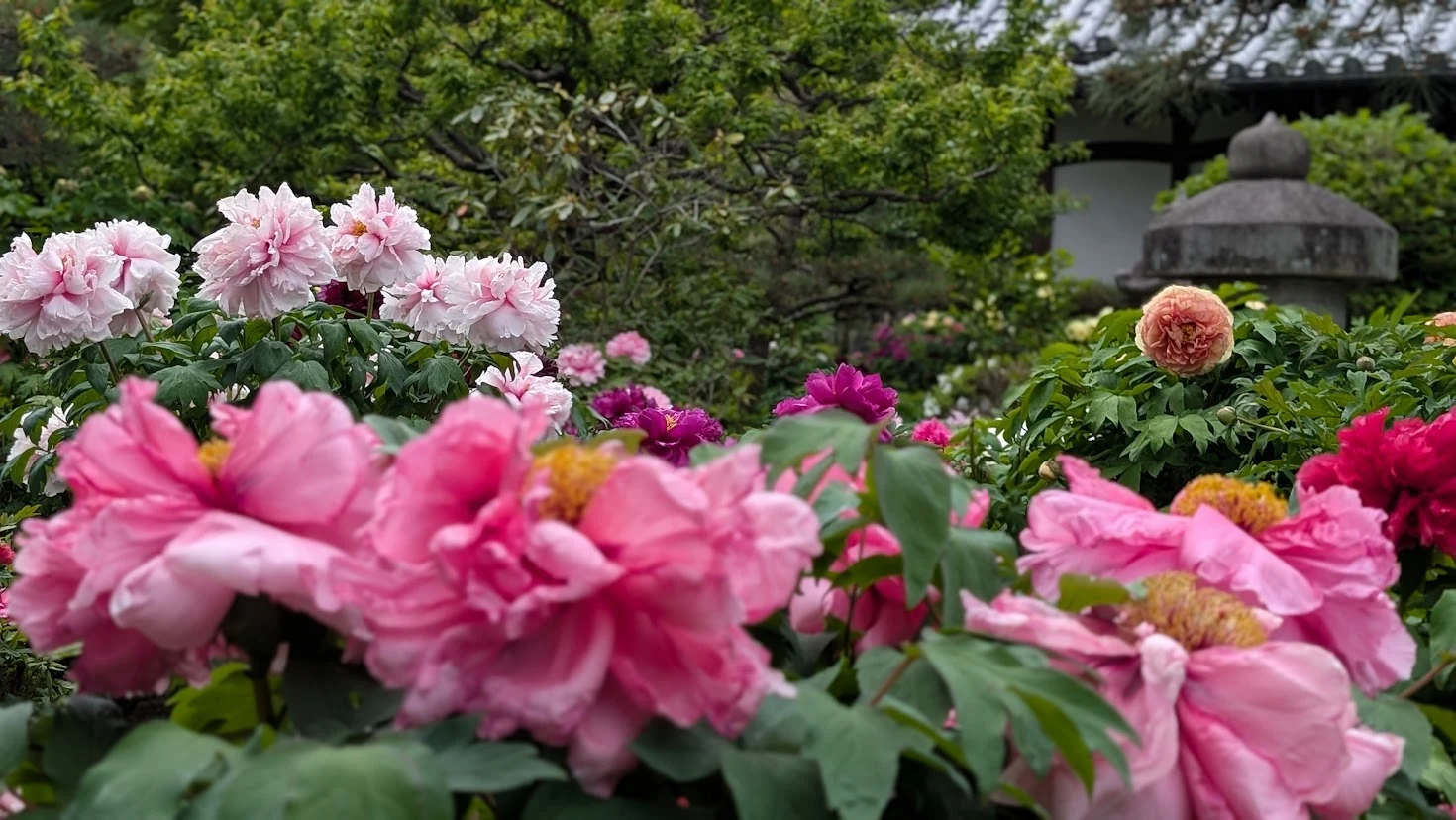奈良・石光寺の境内。手前にピントの合った鮮やかなピンクの牡丹が重なり合うように咲き、背景には石灯籠や寺院の屋根が柔らかくぼけて写っている風景