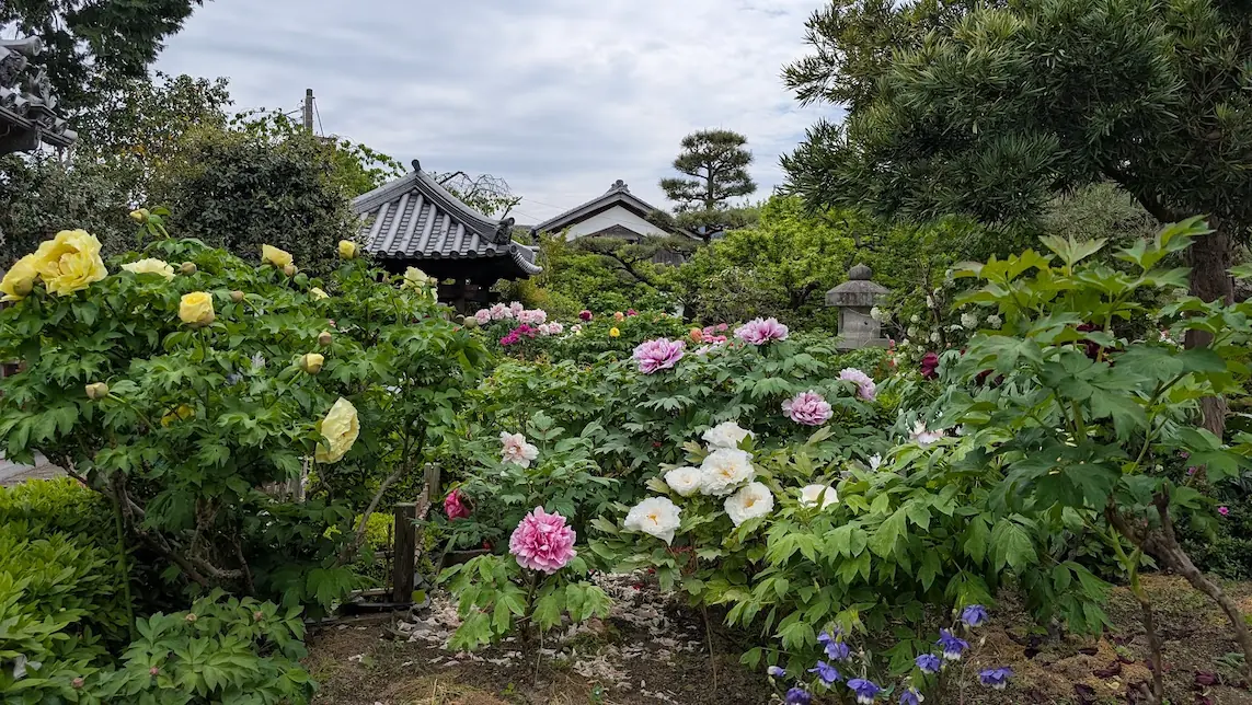 奈良・石光寺の境内。手前から奥までピンク、白、黄色の大輪の牡丹が満開に咲き、背景には歴史ある寺院の屋根や新緑の木々が広がる風景