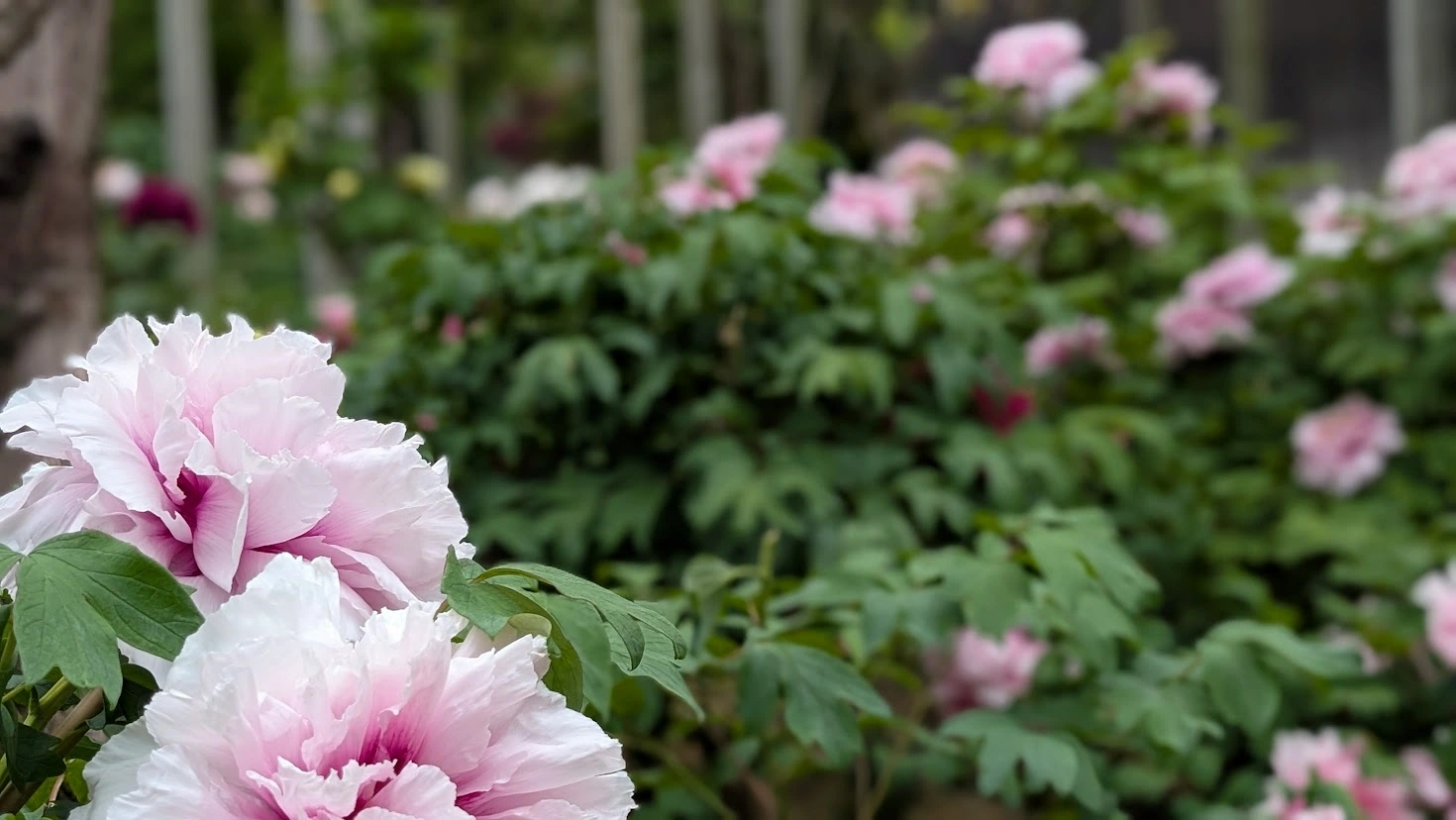 奈良・石光寺。手前にピントの合った淡いピンクの大輪の牡丹があり、背景には無数の牡丹が柔らかくぼけて広がっている幻想的な風景