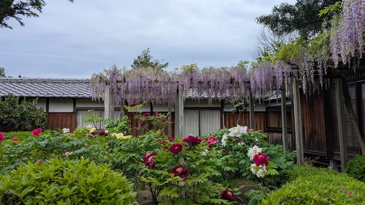 奈良・石光寺。薄紫色の藤が垂れ下がる藤棚の下に、赤、白、ピンクなど色とりどりの牡丹が満開に咲いている。背景には歴史を感じさせる木造の書院が見える風景