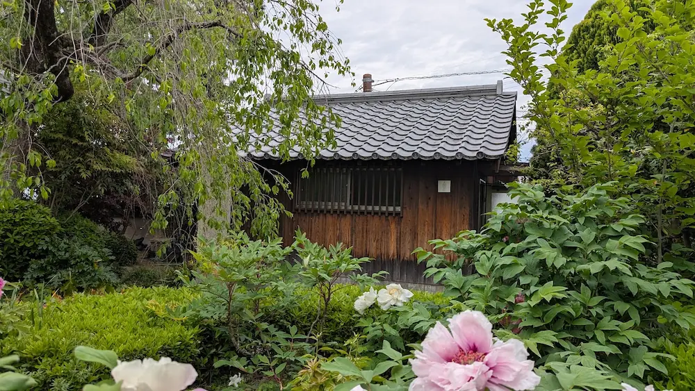 奈良・石光寺の境内。木造平屋のお手洗い（トイレ）の建物が、手前の満開のピンクや白の牡丹、そして新緑の木々に囲まれている風景