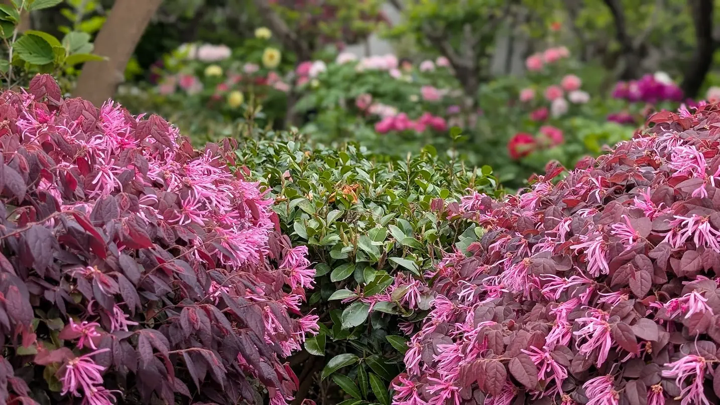 奈良・石光寺の境内。手前にピントの合ったピンクのトキワマンサクが咲き乱れ、背景には色とりどりの牡丹が広範囲にぼけて写っている幻想的なポートレート風景