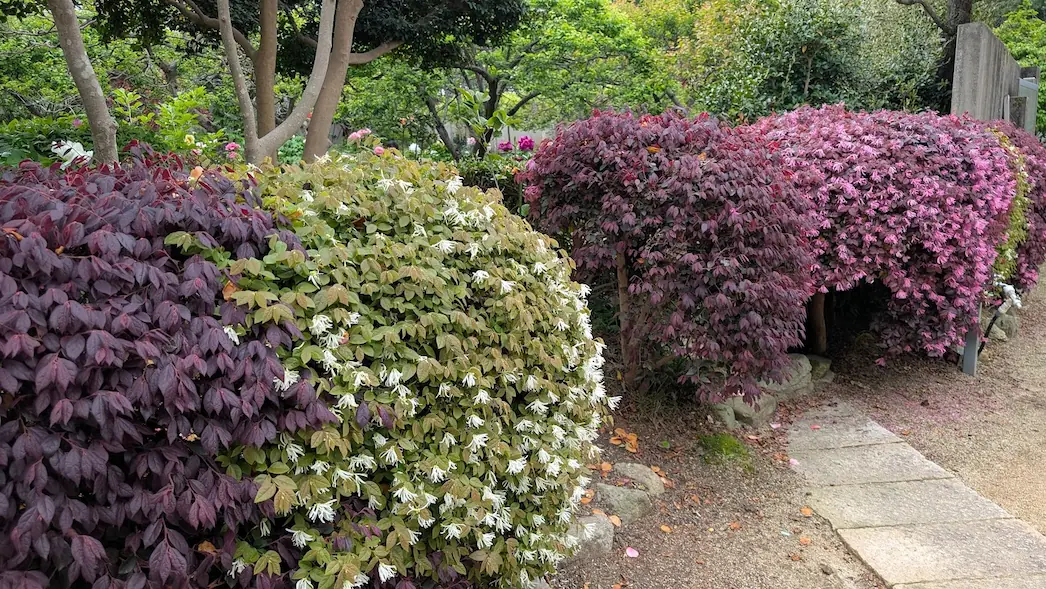 奈良・石光寺。散策路の脇に、赤紫色の葉に白い花が咲くトキワマンサクと、ピンクの花が咲くトキワマンサクが丸く刈り込まれて並んでいる風景
