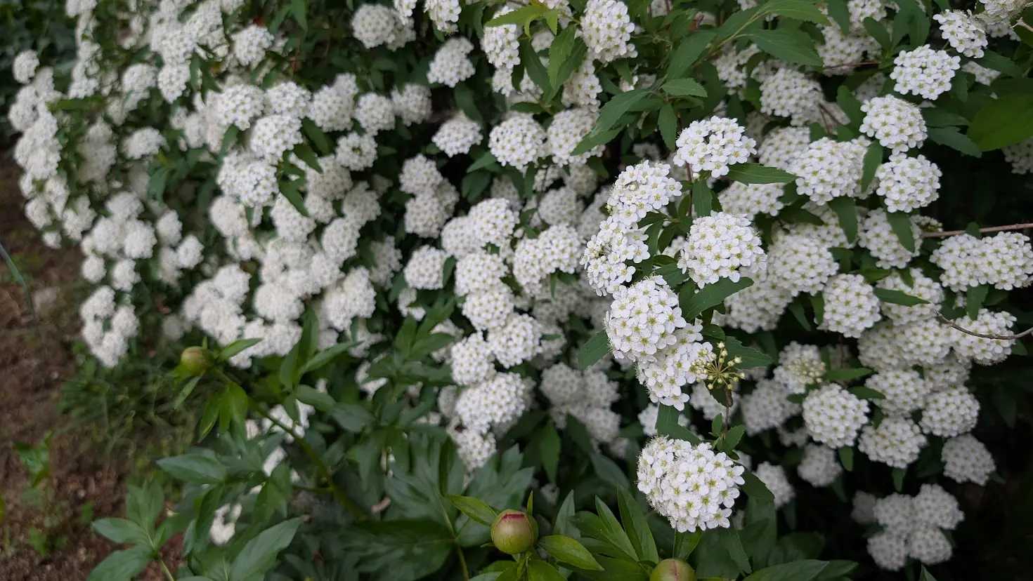 奈良・石光寺の境内。真っ白な手毬状の花が密集して咲く大手鞠（オオテマリ）が画面いっぱいに広がり、手前にはシャクヤクの丸いつぼみが写っている風景