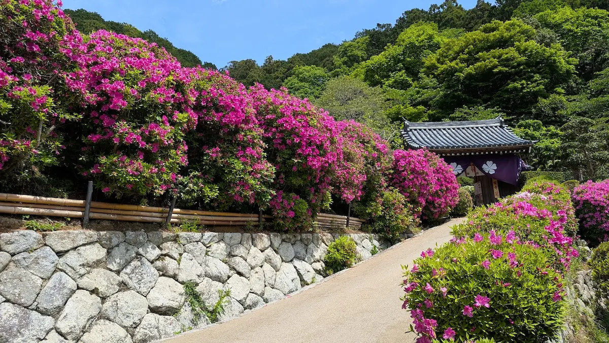 葛城市の線宿寺にて、満開のツツジに囲まれた石垣の参道と、奥に見える山門の風景
