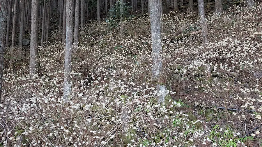 下北山村の斜面一面に広がる、淡い黄色が美しいミツマタの群生風景