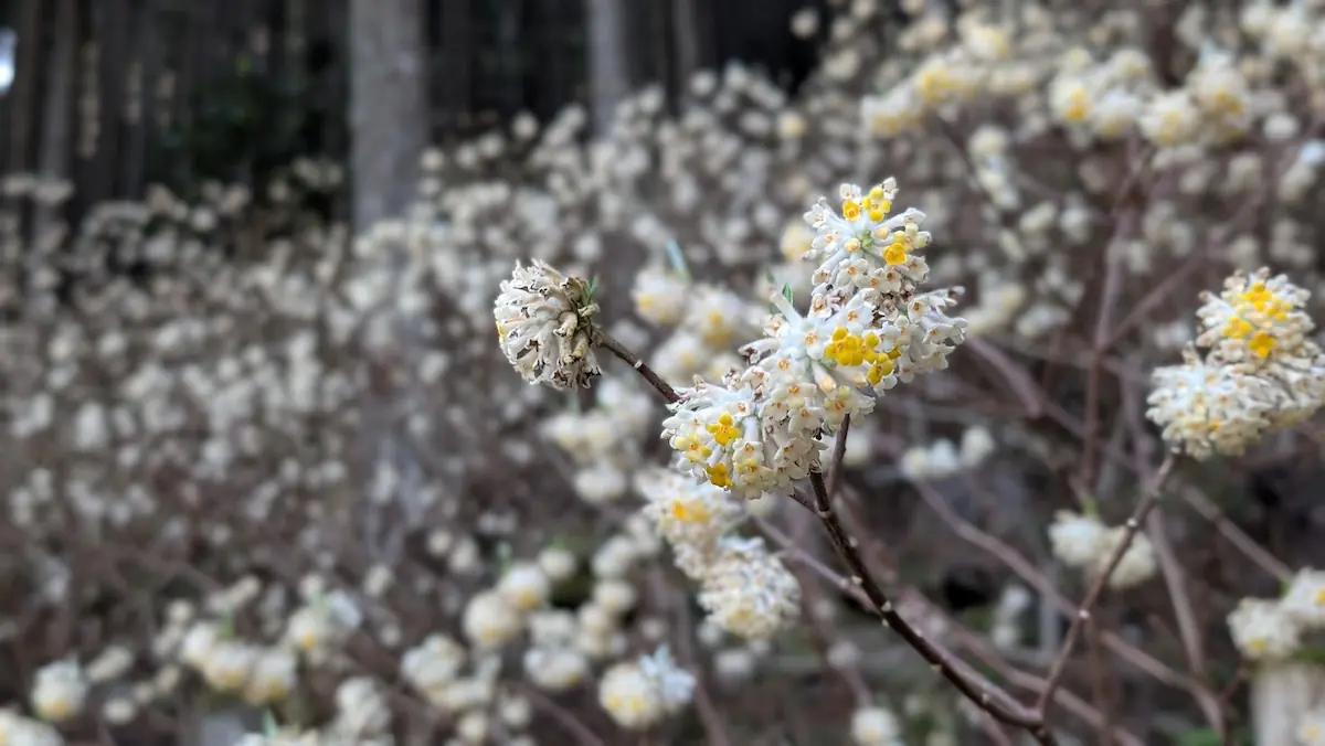下北山村の静かな山あいに咲く、黄色い手毬のようなミツマタの花のアップ