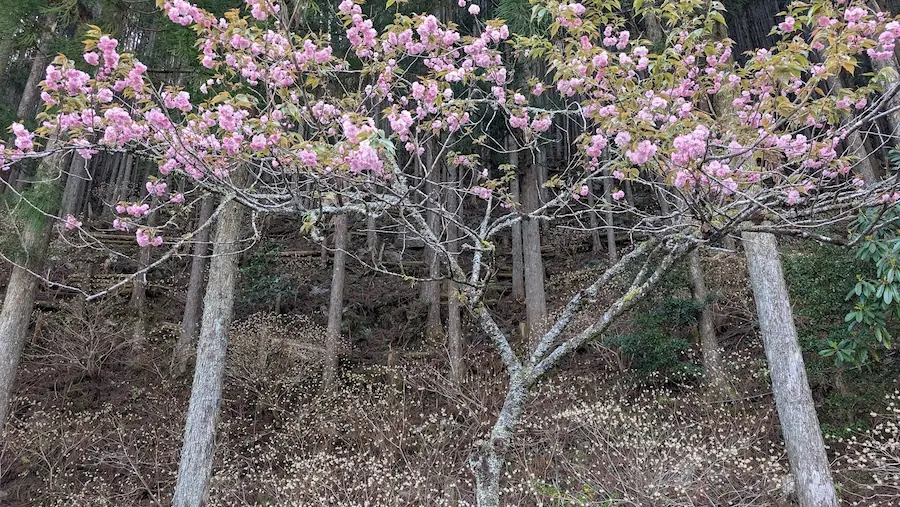 下北山村の山あいで、満開の八重桜と足元に群生するミツマタが同時に咲き誇る春の風景