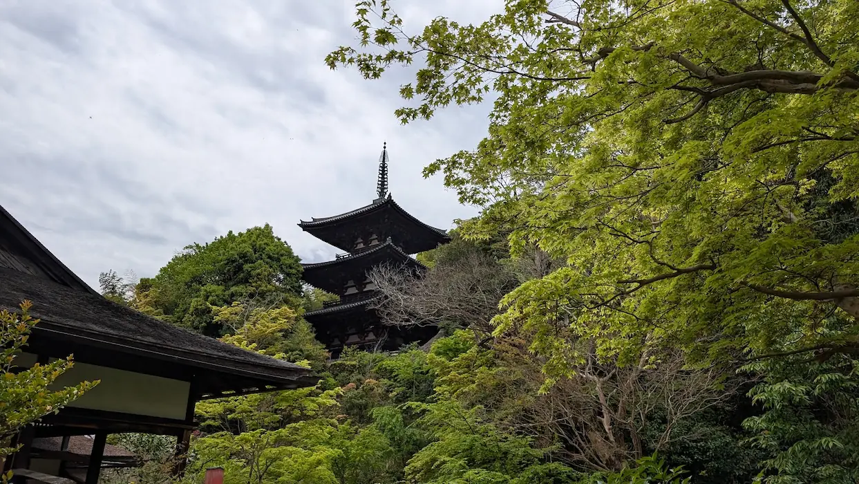 奈良・當麻寺の中之坊庭園にて、左側に茶室の屋根、右側に新緑のモミジを配し、中央の奥に歴史ある木造の東塔（三重塔）がそびえ立っている風景
