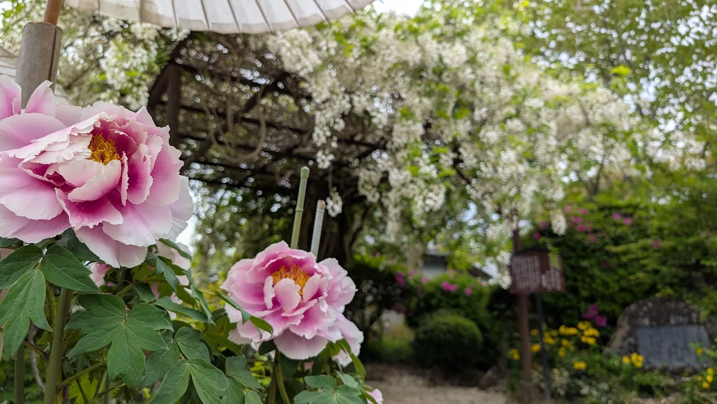 奈良・當麻寺の中之坊にて、手前にピンク色の大輪の牡丹が二輪咲き、背景に満開の白藤の棚がぼかして写っている幻想的な風景