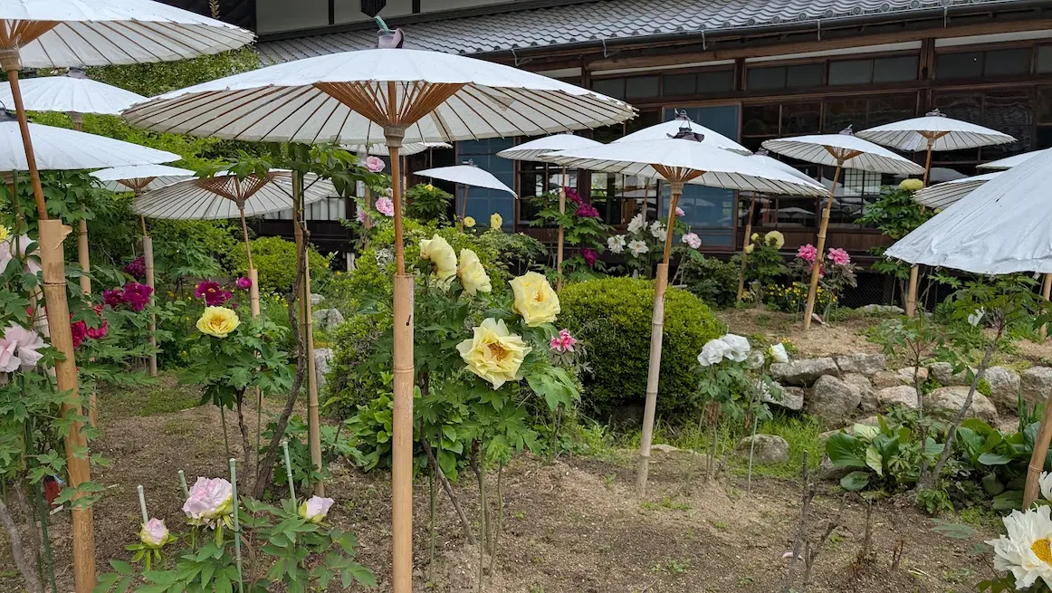 奈良・當麻寺の中之坊。手前に黄色やピンクの大きな牡丹が咲き、白い和傘が並んでいる。背景には趣のある木造建築（書院）が見える風景