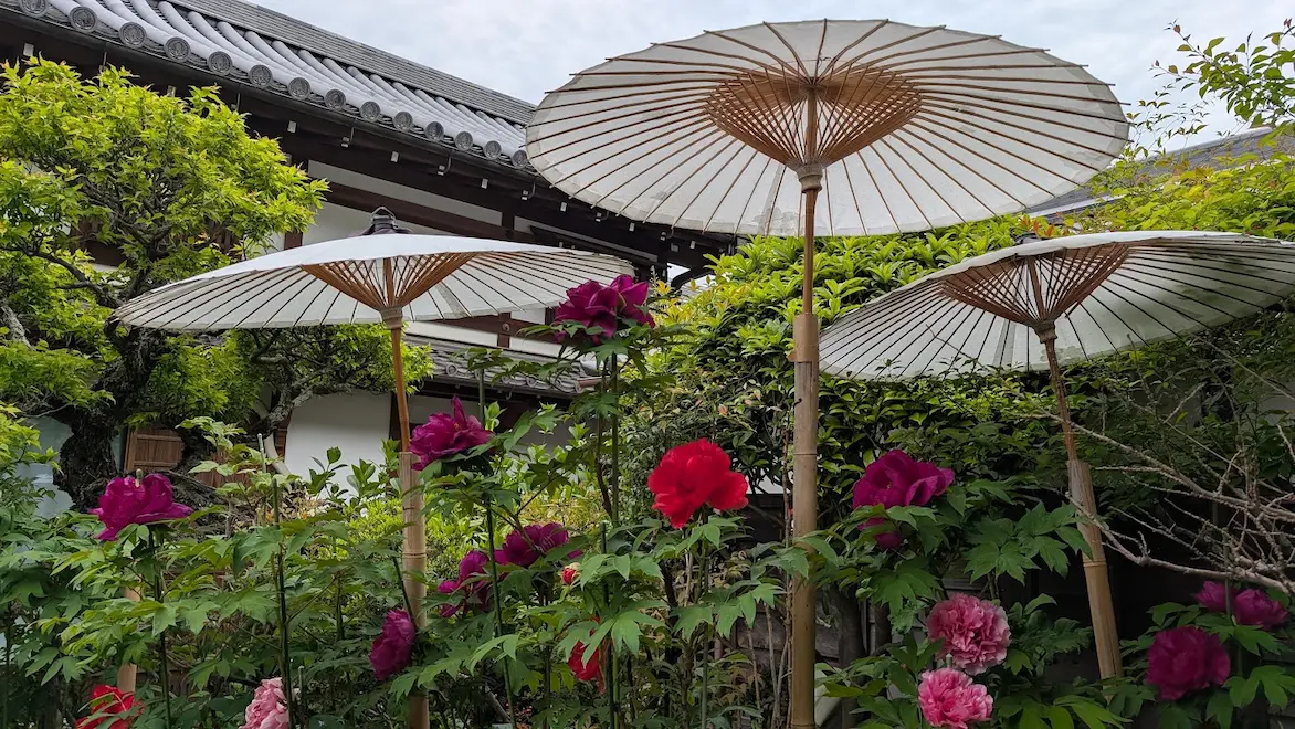 奈良・當麻寺の中之坊境内にて、白い和傘の下で咲く赤やピンクの大輪の牡丹。背景には歴史ある寺院の屋根と新緑が広がっている