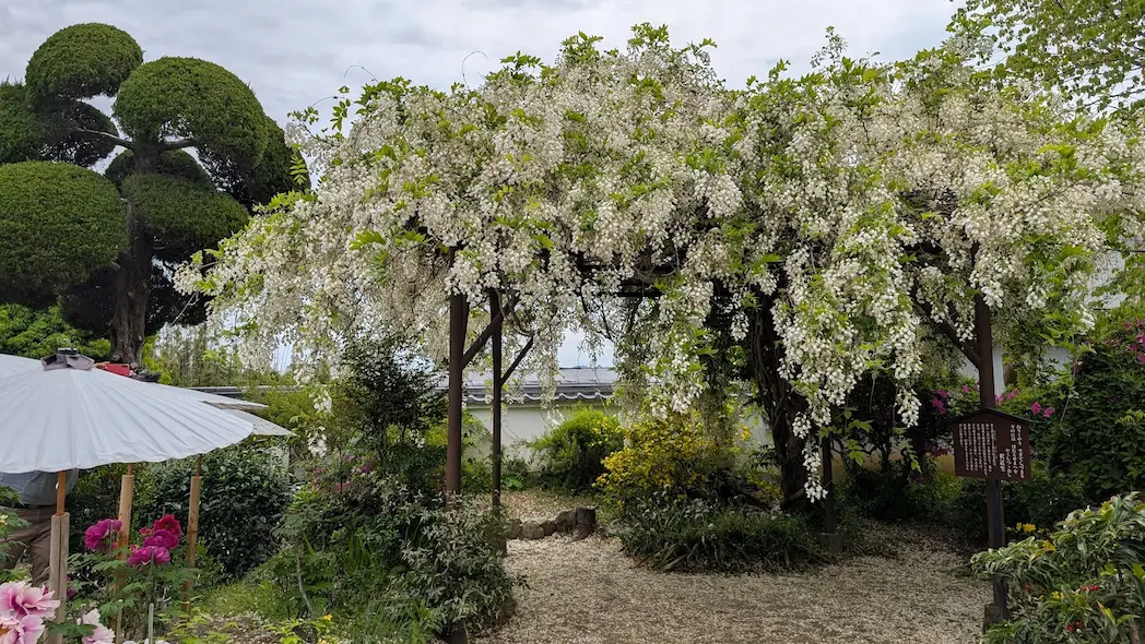 奈良・當麻寺の中之坊境内。藤棚から溢れんばかりに白い藤の花が垂れ下がり、背景には和傘や牡丹、美しく整えられた庭木が見える風景